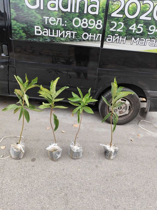 Японска мушмула (Eriobotrya japonica, Loquat)