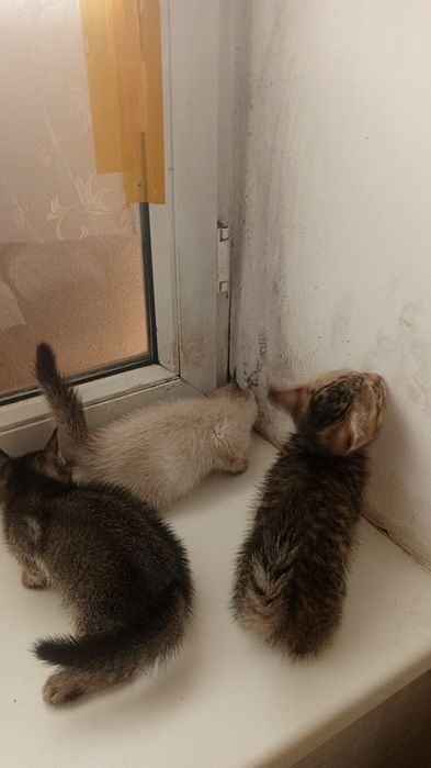 Продаются МАНЧКИН Коротколапые Девочки! Дёшево!