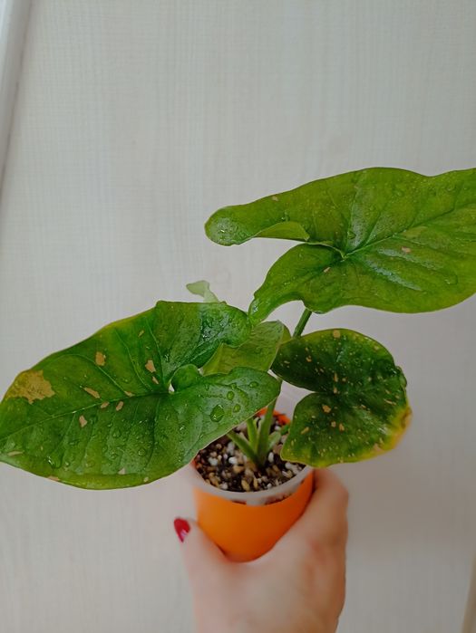 Продажа Сингониумов