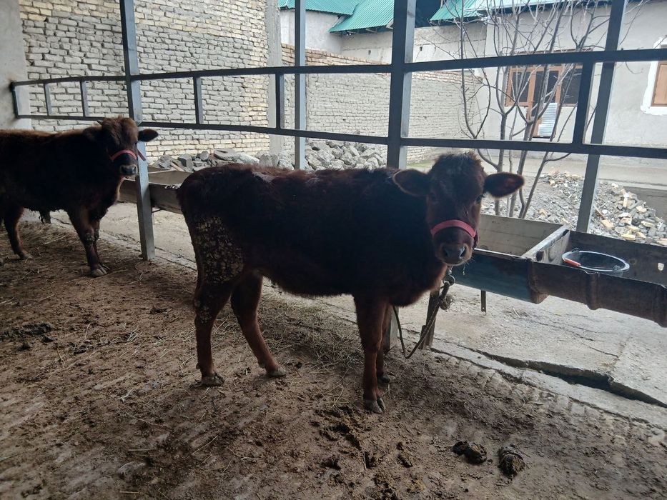 Gʻunojincha sotiladi