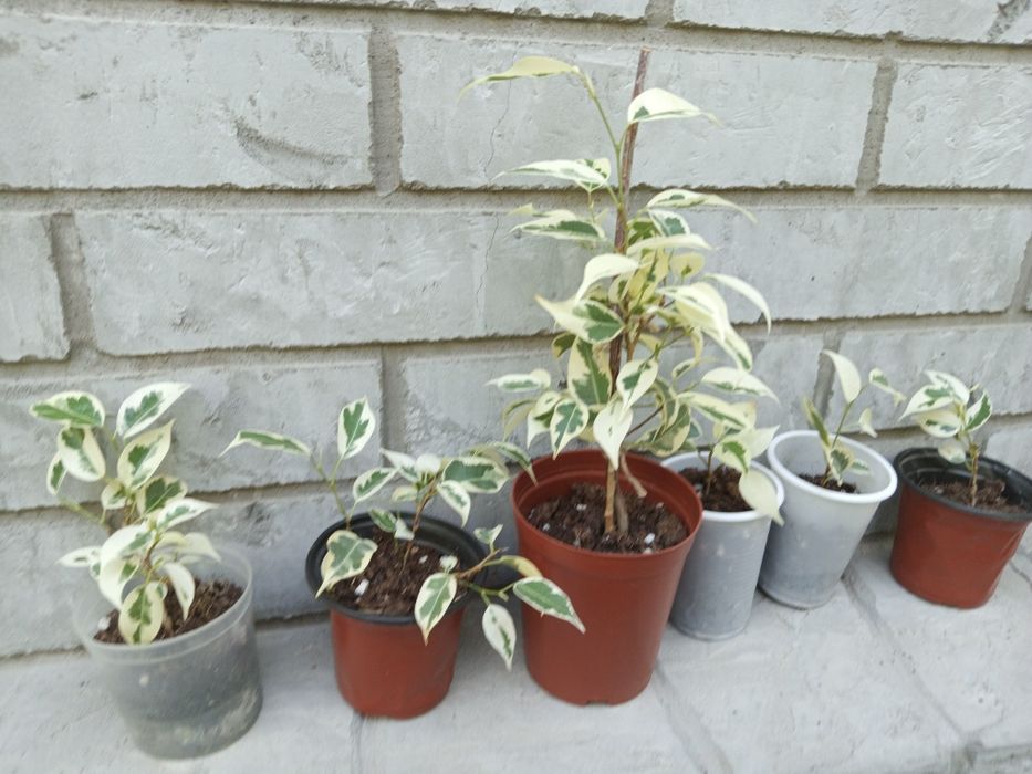 Укорененные фикусы