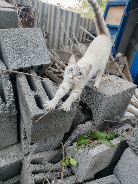 Кошка бесплатно в добрые руки