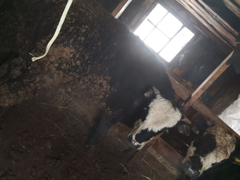 Продам 3 бычков на дорощивание