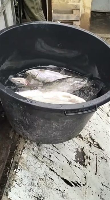 Форель свежая, непотрошеная