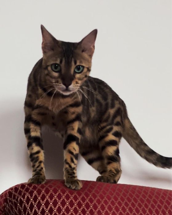 Бенгальская кошка