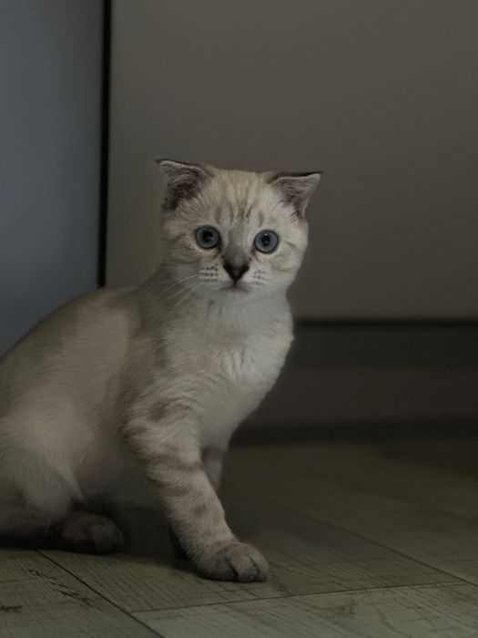 шотланскии вислоух