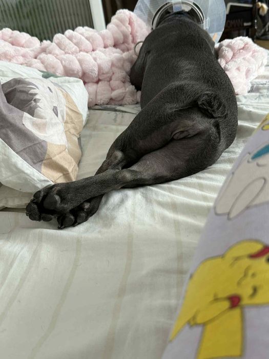 Френски булдог blue