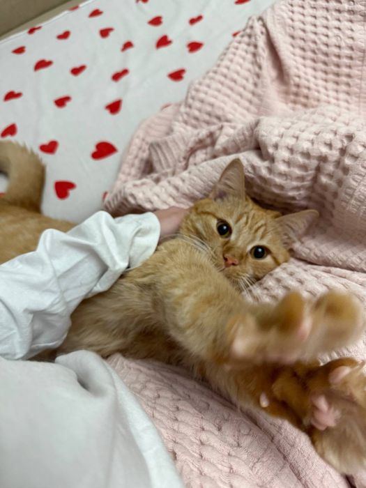 Отдам кота в очень добрые руки