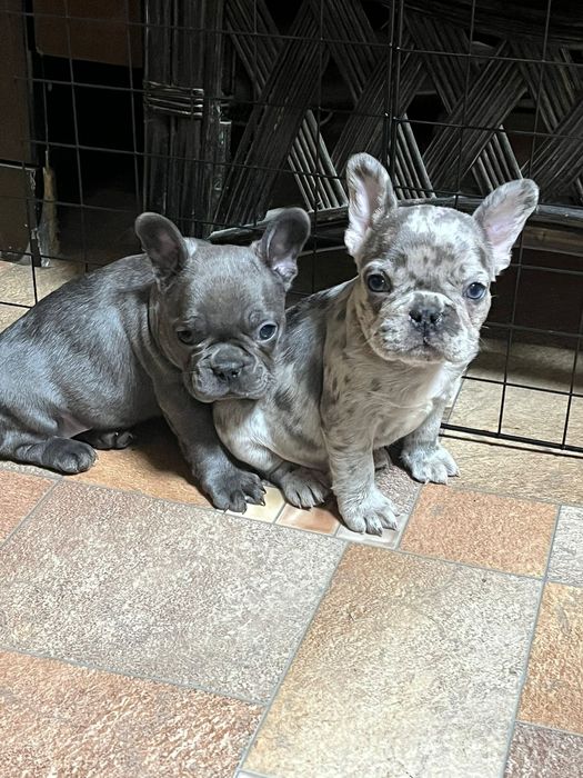 Французские бульдоги девочки и мальчики