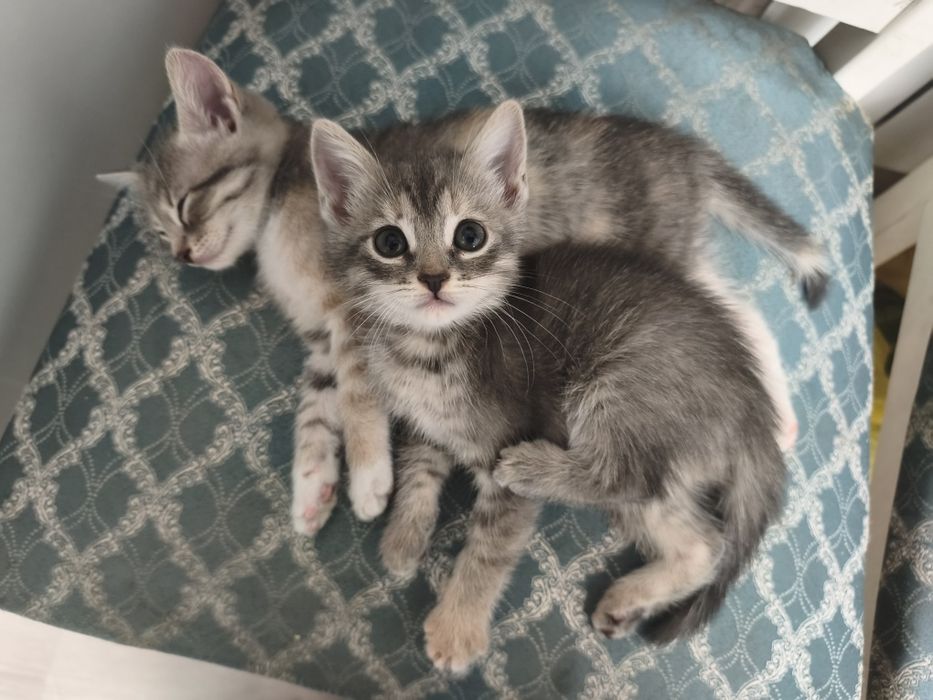 Котята - девочки