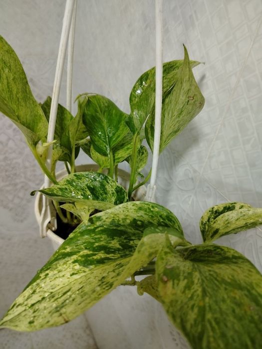 Продам цветы, Gullar sotiladi, Низкие цены