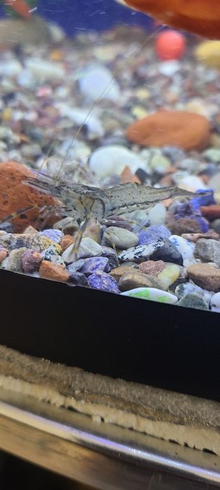 Аквариум,рыбки,криветки