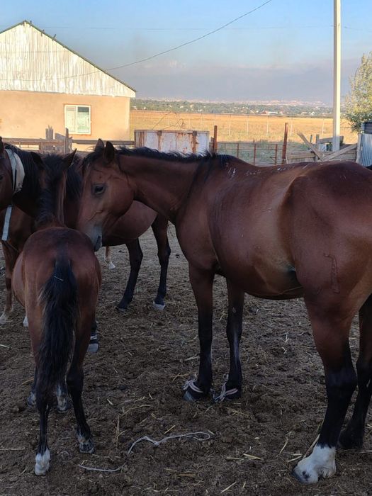 Бие,Айгыр Конь, Кобыла