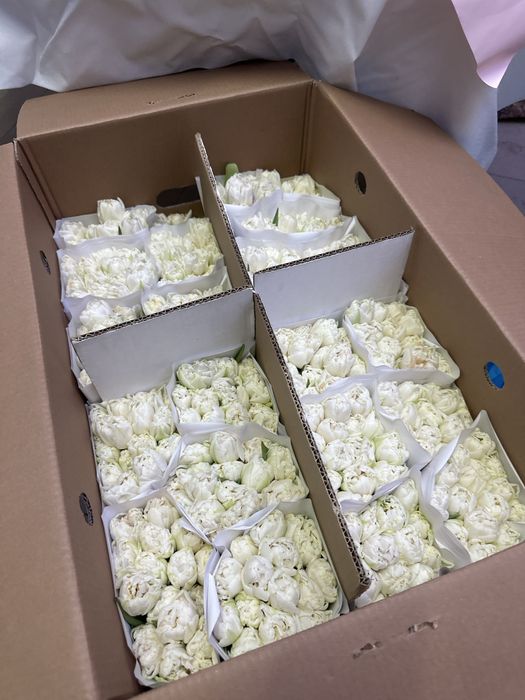 Пионовидные тюльпаны белорусские