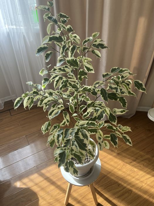 Фикус де гантель