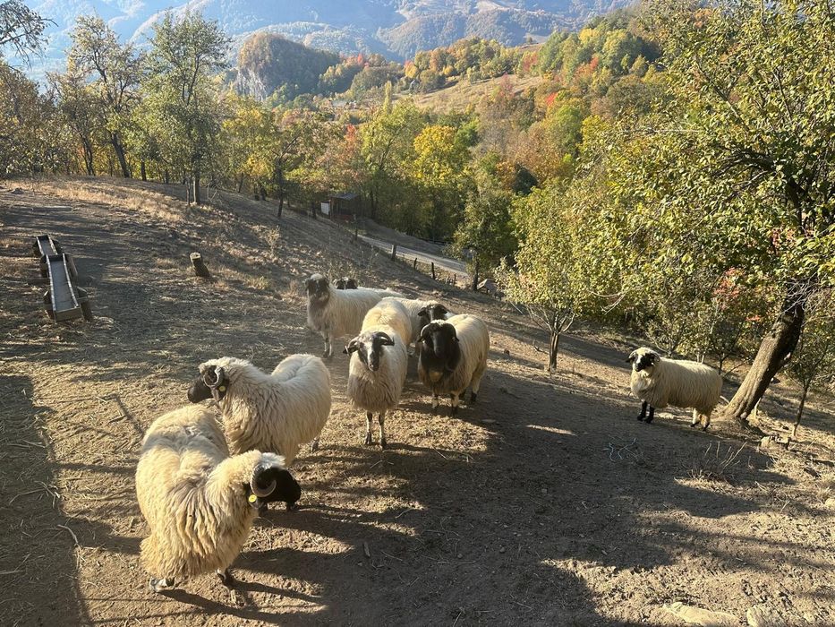 Oi  și  miele breze