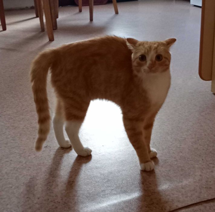 Отдам в хорошие руки