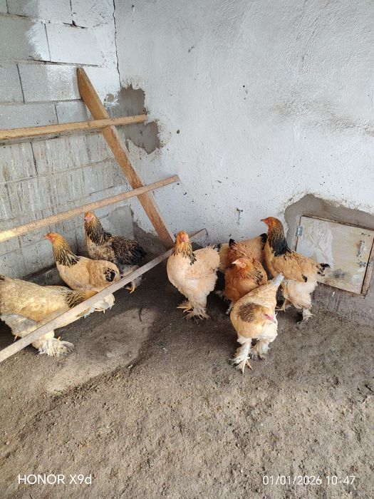 Продам Брамы Разные.