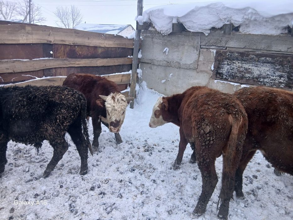 Продам быков оптом