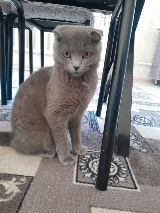 Апапролллддддддддддлл