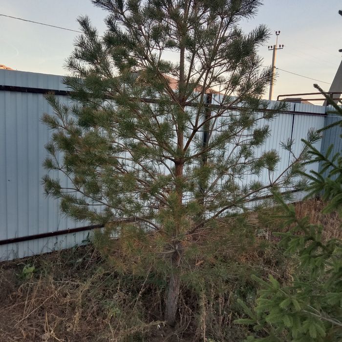 Ель и соснА продается