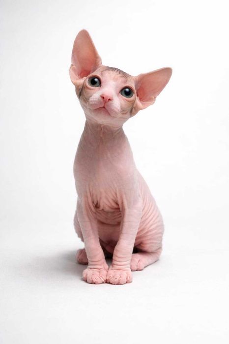 Продается котенок Канадского Сфинкса