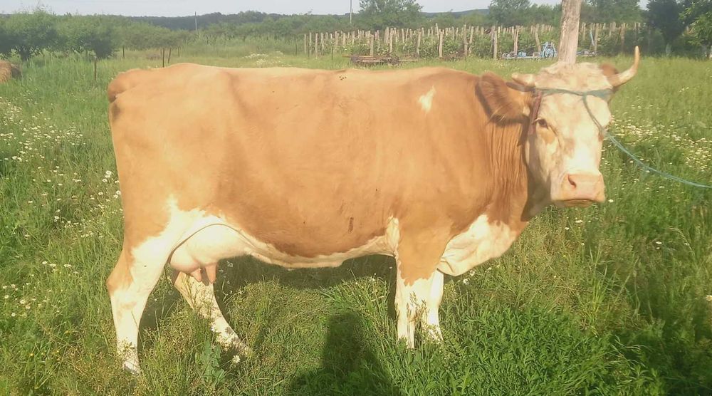 Vand vaca Baltata Romaneasca gestanta in 2 luni