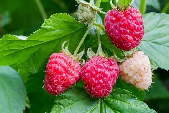 Саженцы малины, много