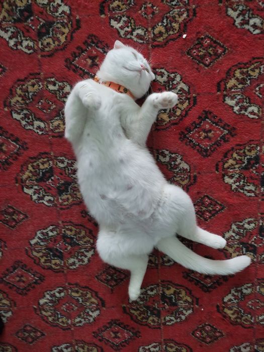 Веслаухая беременная 3месяц 200доллар