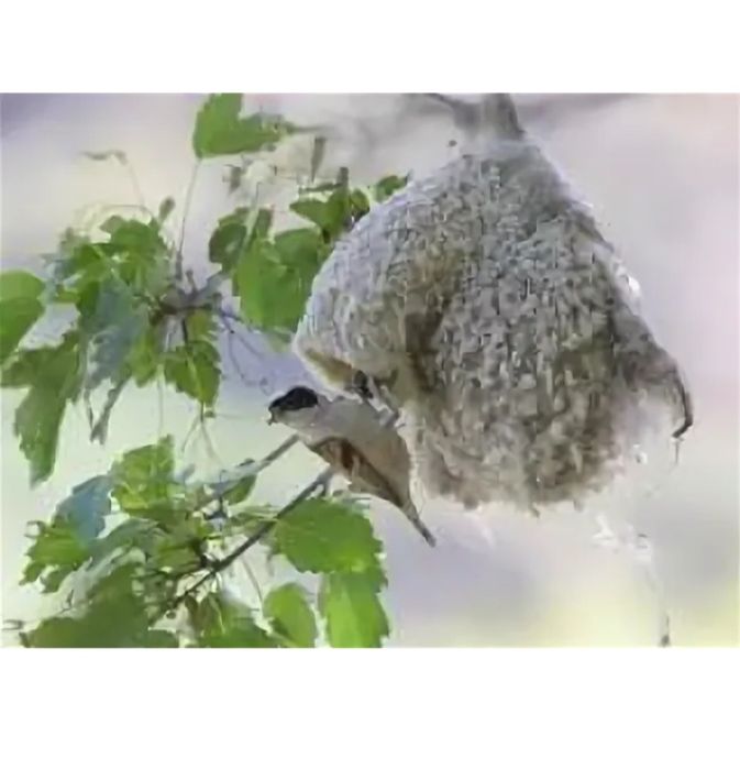 Куркултайдын уясы