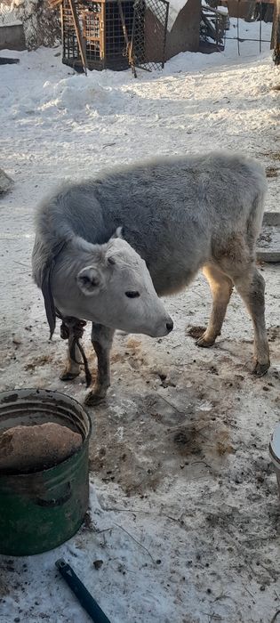 Продам телят и быков