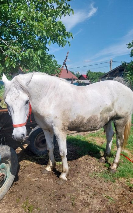 Cal de vînzare bun pentru casă