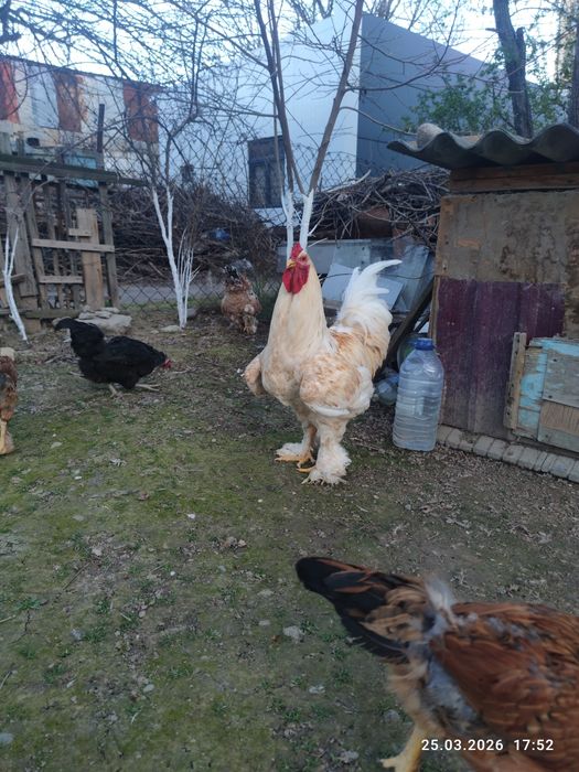 Продаётся чистокровный брама,10 месяцев крупный цвет белое золот