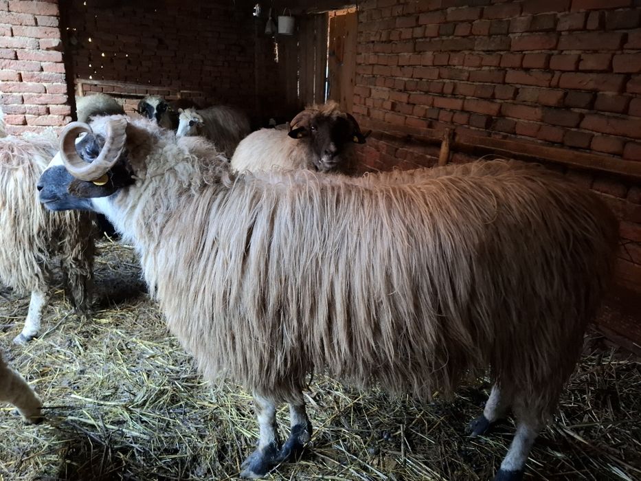 Vand noatin ,are 1 an