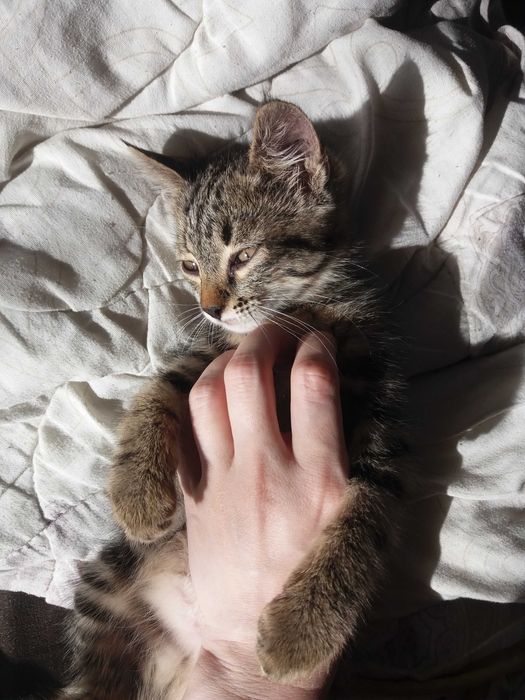 Отдам котенка в добрые руки