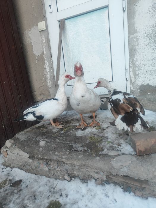 Продам индоуток молодняк