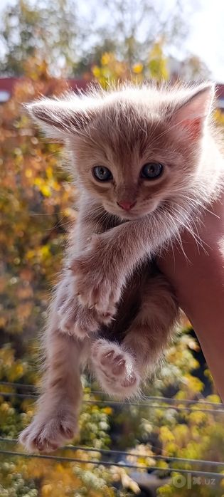 Отдаём Котят бесплатно!