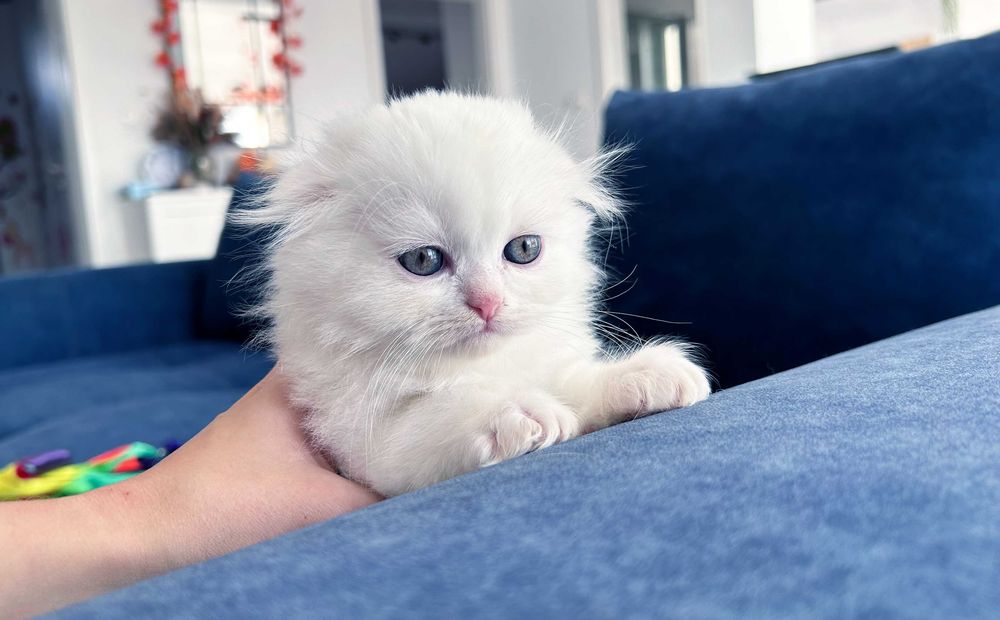 Motănel Scottish Fold Loghair, Pedigree - 2 luni