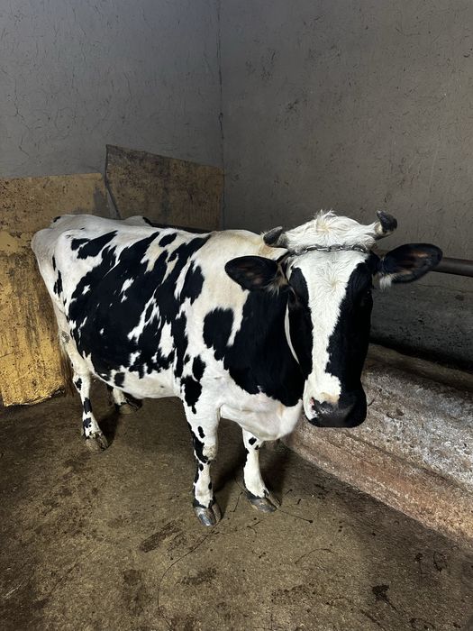 Sigir sotiladi (bugʻoz 7 oylik)