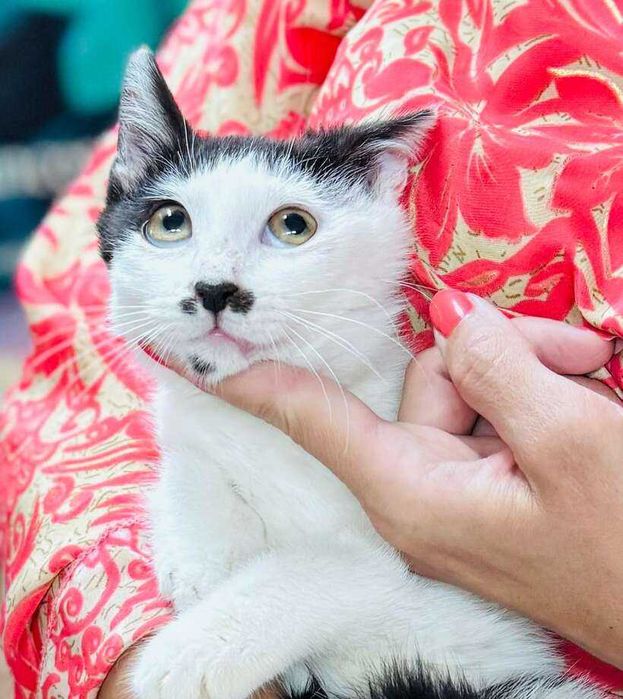 Момче коте търси дом