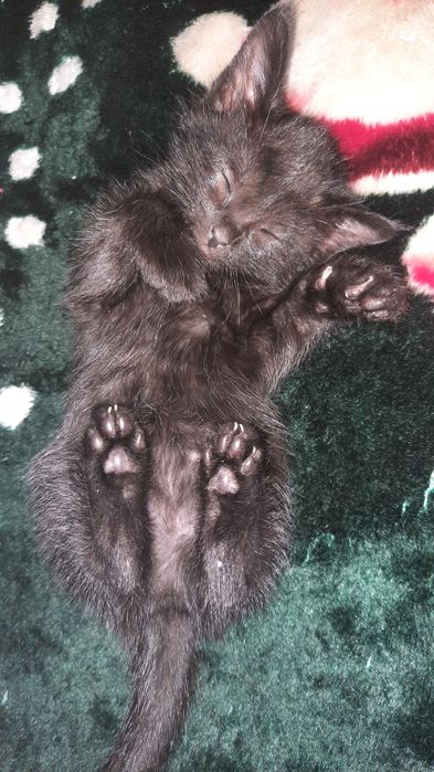 Erkak sohilda qizlarga erkalaydi