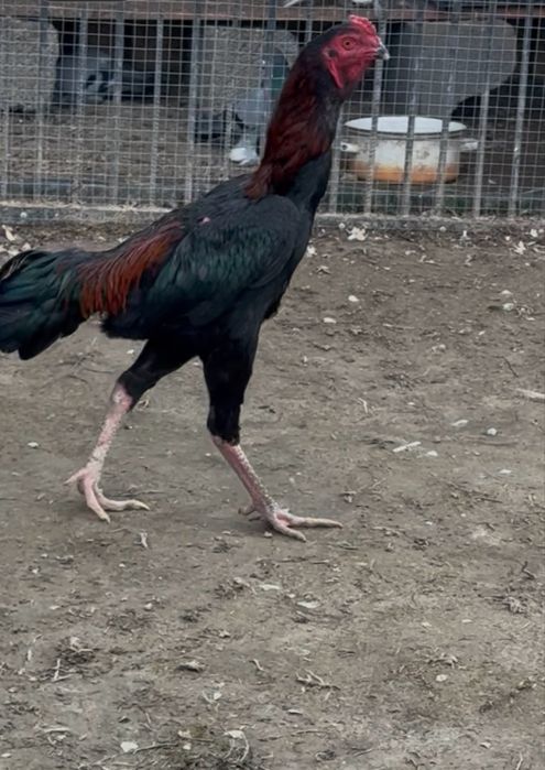 Продается бойцовый