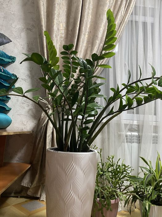 Цветы доллар для дома или офиса