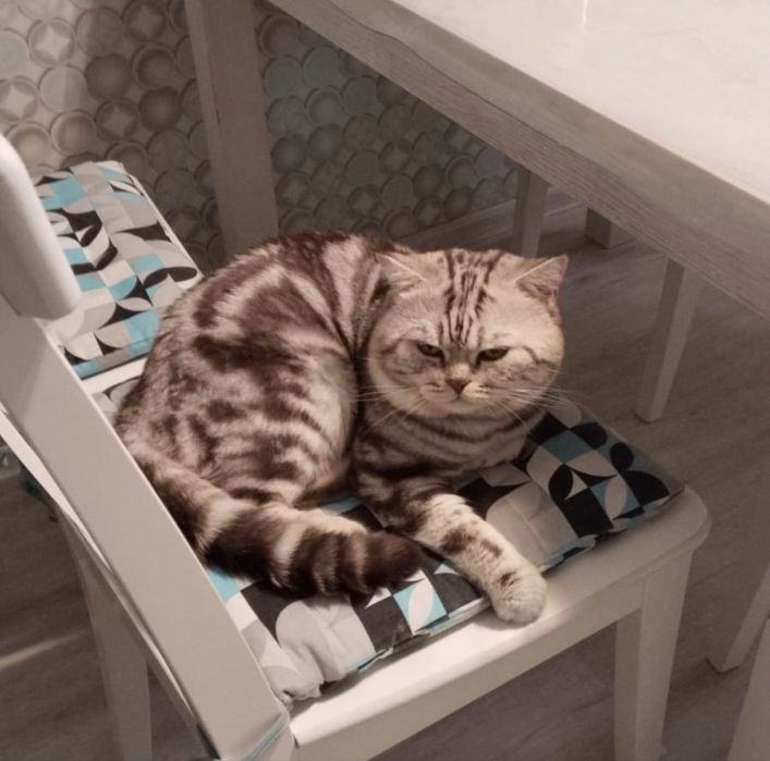 !Кот скоттиш-страйт ВЯЗКА!