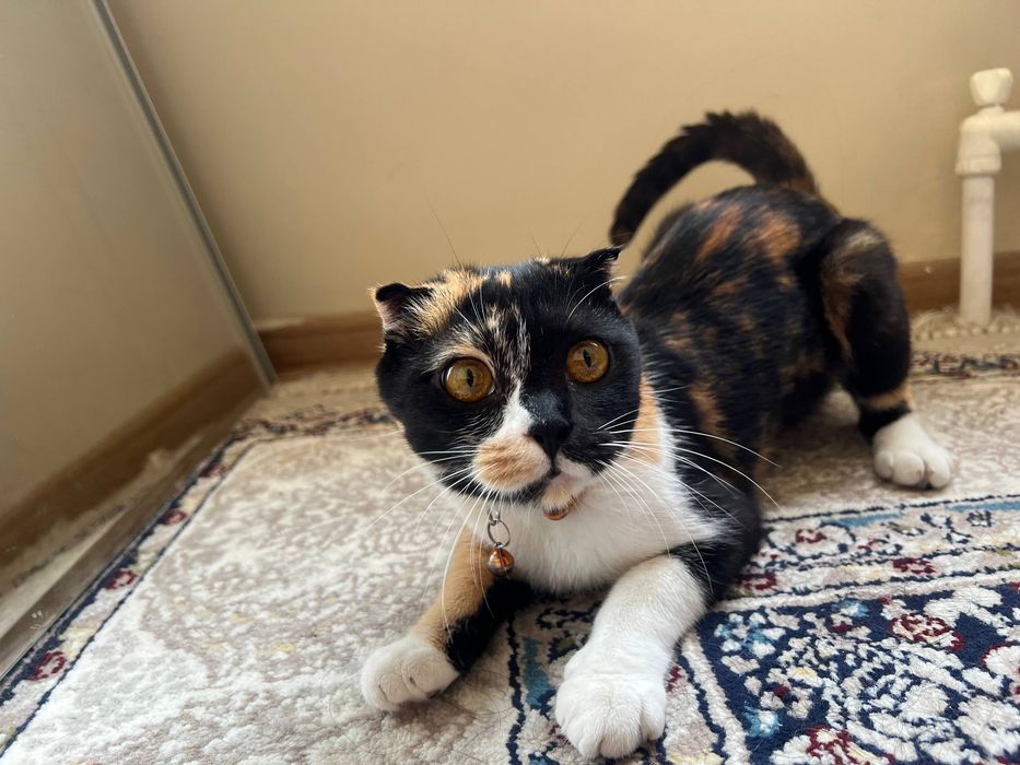 Mushuk, кошка hadiyaga