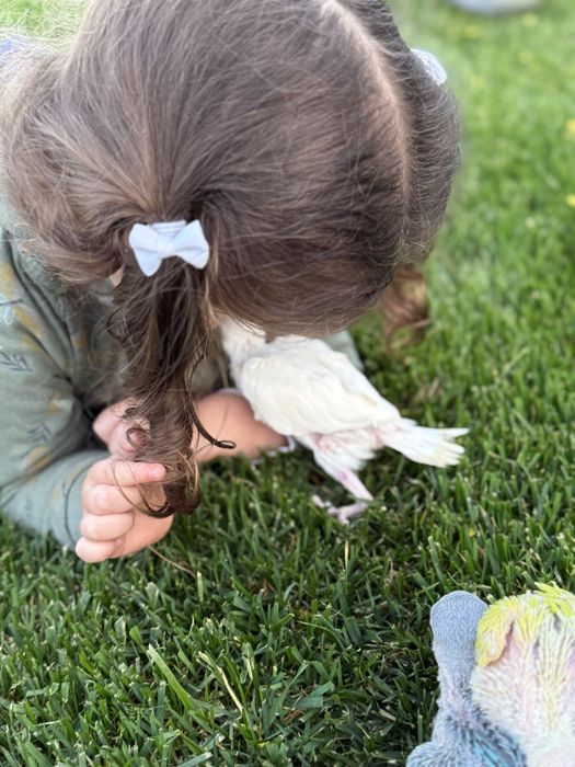 Papagali vorbitori puiuti blanzi micul alexandru calugari