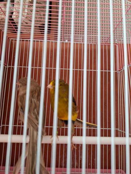 Йоркширская канарейка