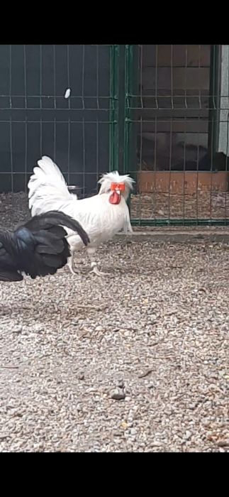 Cocoș Motata Olandeza