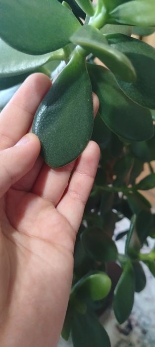 Продам денежное дерево (крассула, толстянка):