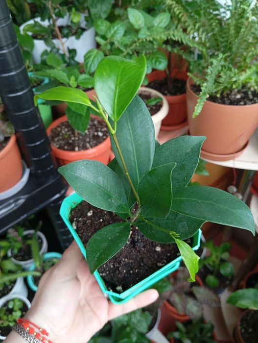 Продам комнатные растения